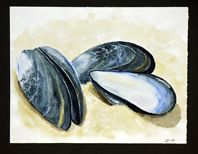 DUD akvarell musselstrand